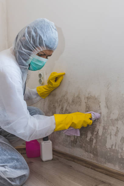 Best Mold Removal for HVAC Installations  in Berlin, MD