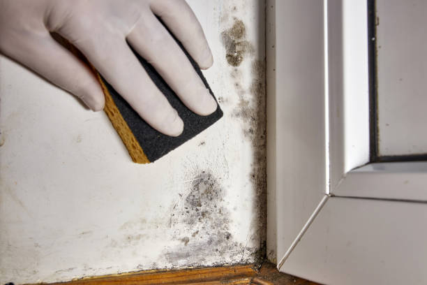 Best Mold-Related Health Consultation  in Berlin, MD